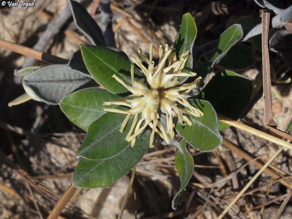 Pervillaea venenata  Geotagged,Madagascar,Pervillaea venenata,Spring