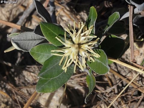 Pervillaea venenata  Geotagged,Madagascar,Pervillaea venenata,Spring