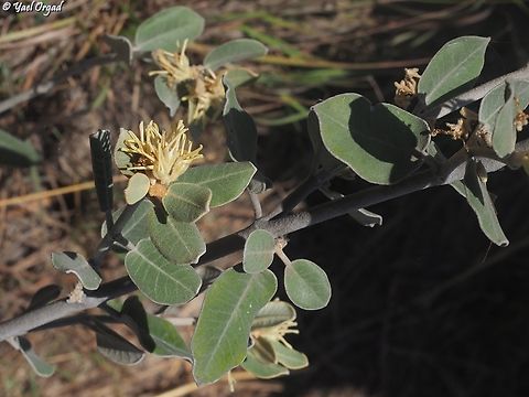 Pervillaea venenata  Geotagged,Madagascar,Pervillaea venenata,Spring