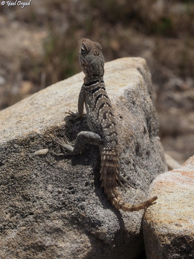 Oplurus cyclurus  Geotagged,Madagascar,Merrem's Madagascar Swift,Oplurus cyclurus,Spring