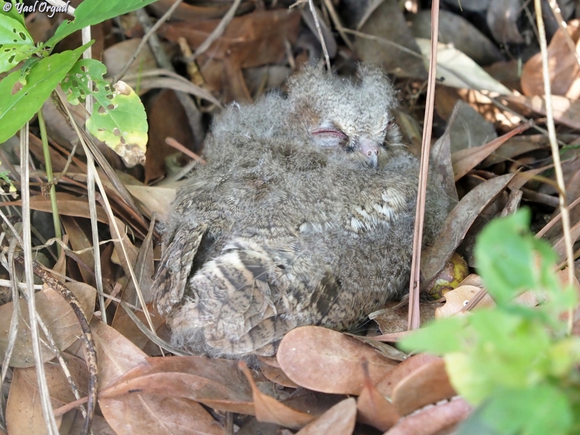 Otus rutilus ssp. madagascariensis  Geotagged,Madagascar,Otus rutilus,Rainforest scops owl,Spring