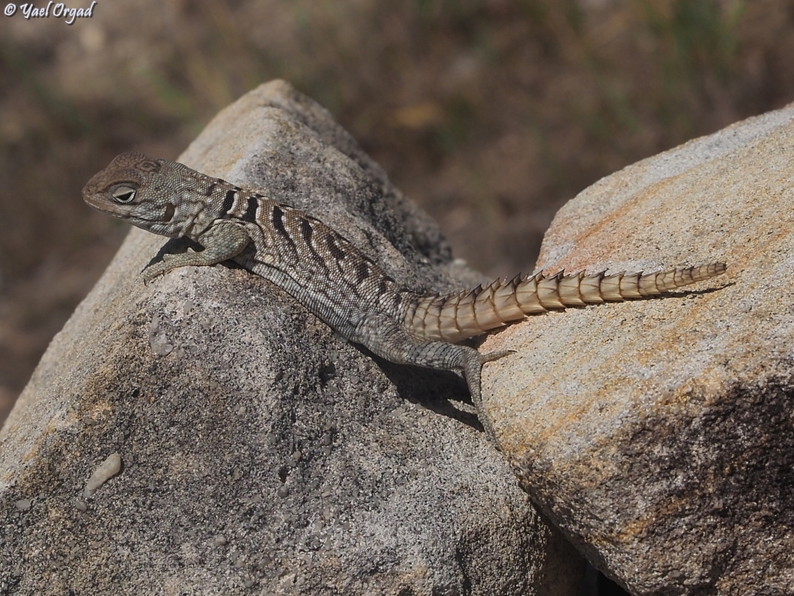 Oplurus cyclurus  Fall,Geotagged,Madagascar,Merrem's Madagascar Swift,Oplurus cyclurus,Spring