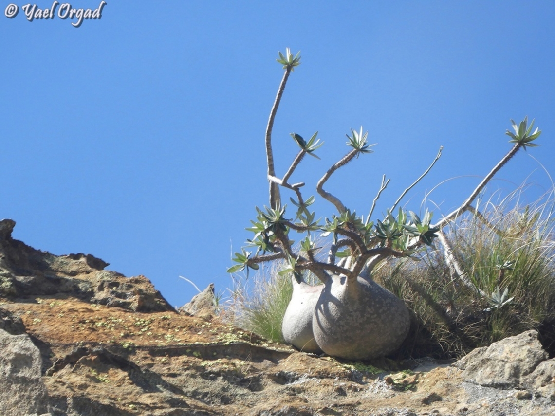 Pachypodium gracilius  Geotagged,Madagascar,Pachypodium gracilius,Spring