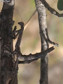 Popa spurca  African Stick Mantis,Geotagged,Madagascar,Popa spurca,Spring
