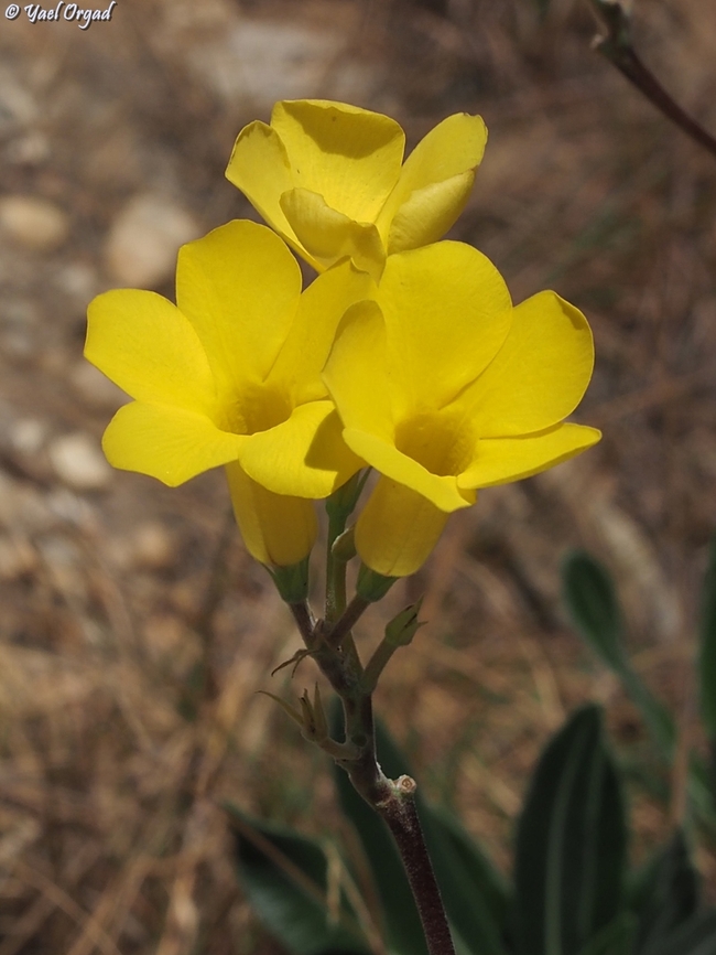 Pachypodium gracilius  Geotagged,Madagascar,Pachypodium gracilius,Spring