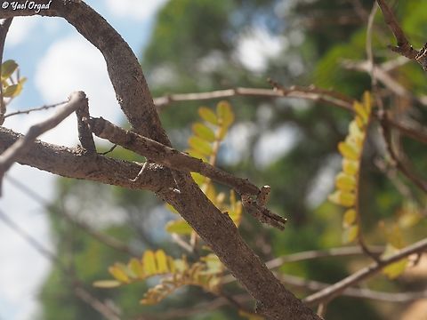 Popa spurca  African Stick Mantis,Geotagged,Madagascar,Popa spurca,Spring