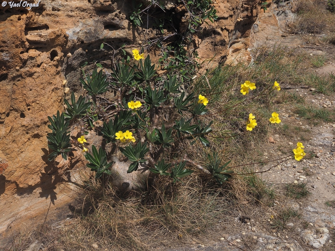 Pachypodium gracilius  Geotagged,Madagascar,Pachypodium gracilius,Spring