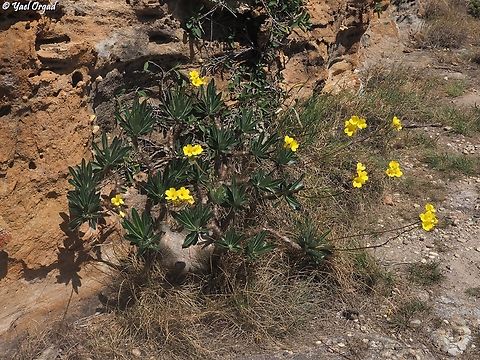 Pachypodium gracilius  Geotagged,Madagascar,Pachypodium gracilius,Spring