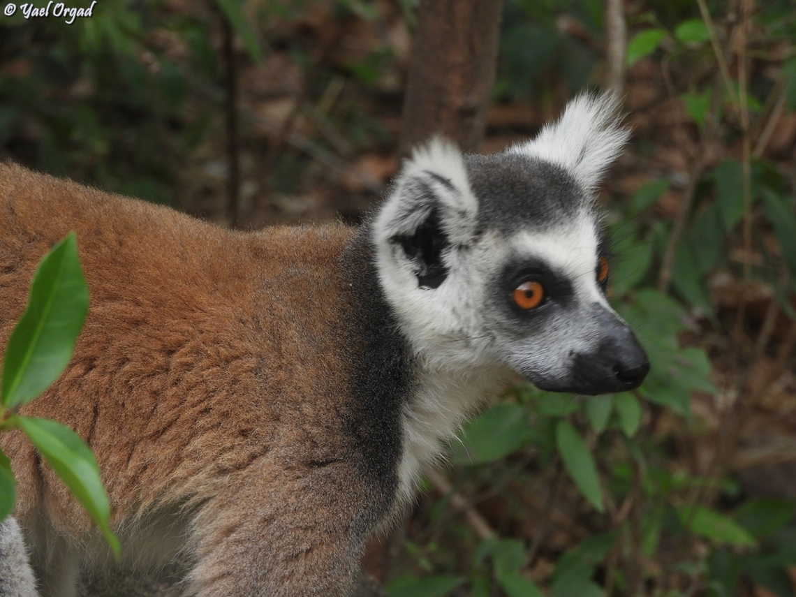 Lemur catta  Geotagged,Lemur catta,Madagascar,Ring-tailed lemur,Spring