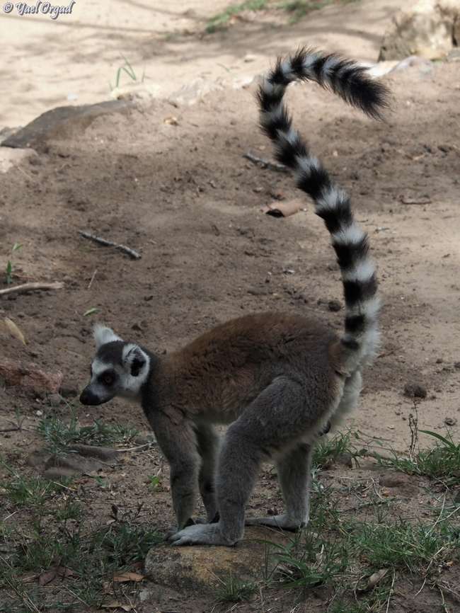 Lemur catta  Geotagged,Lemur catta,Madagascar,Ring-tailed lemur,Spring