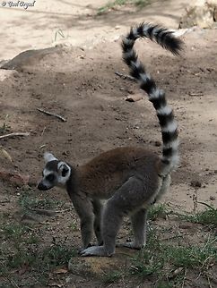 Lemur catta  Geotagged,Lemur catta,Madagascar,Ring-tailed lemur,Spring