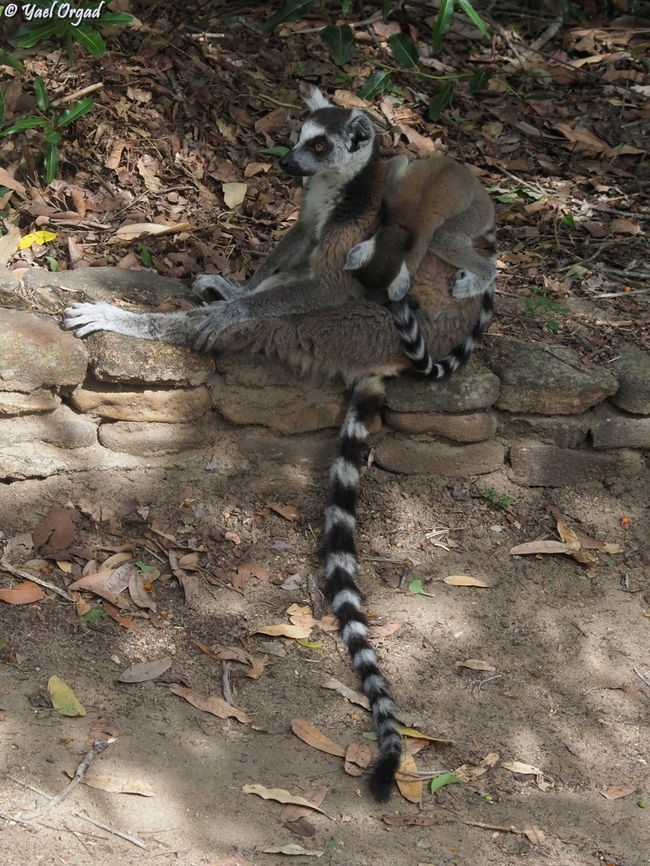 Lemur catta  Geotagged,Lemur catta,Madagascar,Ring-tailed lemur,Spring