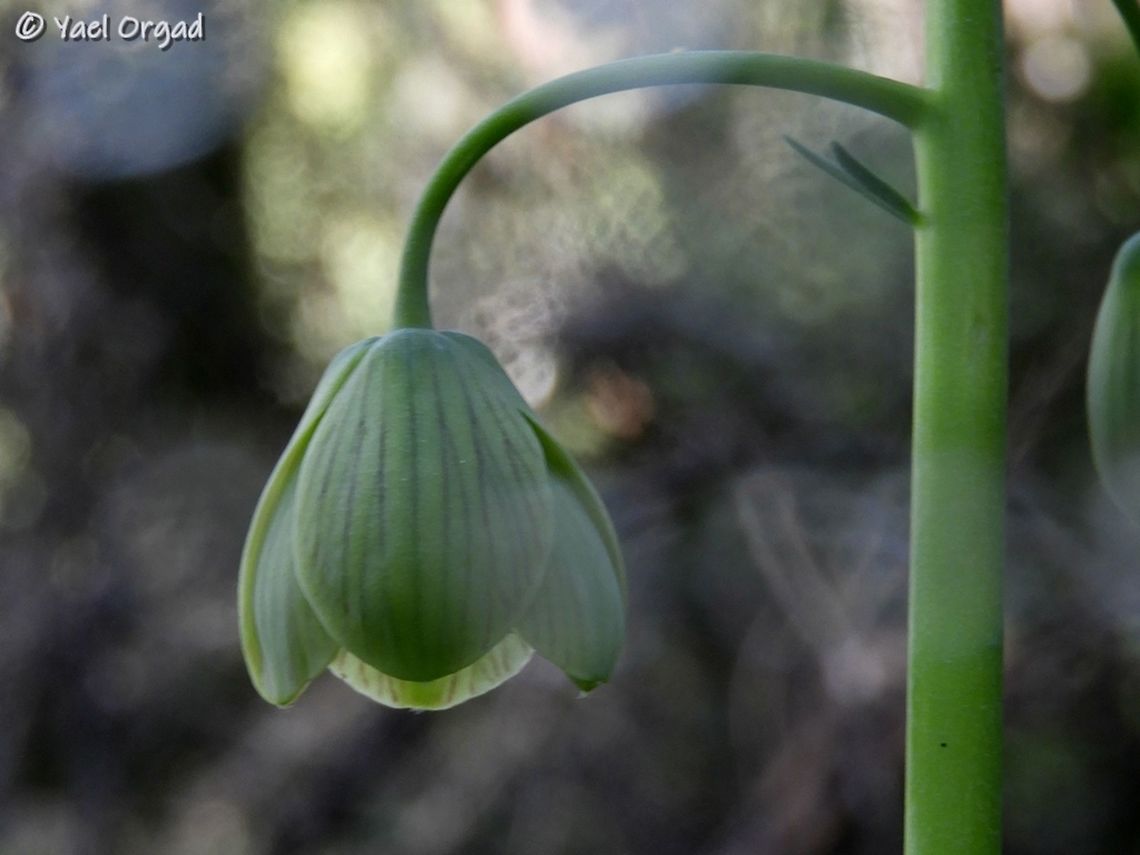 Fritillaria persica in Israel first flower for 2019 in Rosh-Haayin woods  Fritillaria persica,Geotagged,Liliaceae,Winter