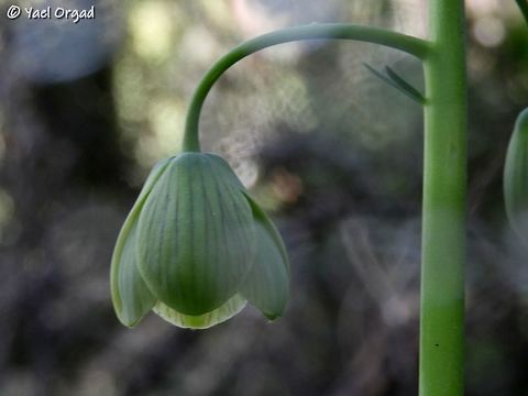 Fritillaria persica in Israel first flower for 2019 in Rosh-Haayin woods  Fritillaria persica,Geotagged,Liliaceae,Winter
