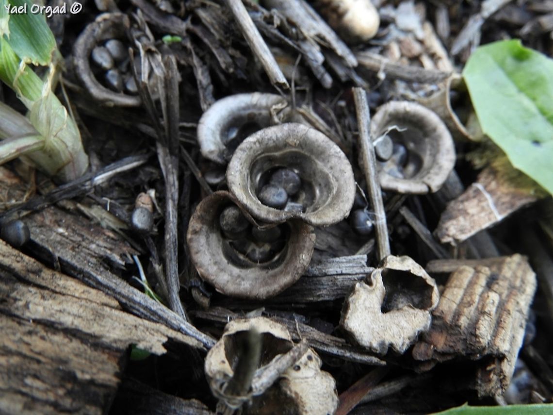 Cyathus olla in the Jerusalem Botanical Garden Cyathus olla in the Jerusalem Botanical Garden Bird's Nest Fungus,Cyathus olla,Geotagged,Israel,Winter,fungi