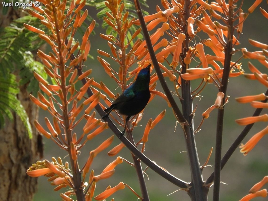 Palestine Sunbird on Aloe sp. in the Jerusalem Botanical Garden  Cinnyris osea,Cinnyris oseus,Geotagged,Israel,Palestine Sunbird,Palestine sunbird,Winter,aloe