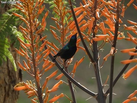 Palestine Sunbird on Aloe sp. in the Jerusalem Botanical Garden  Cinnyris osea,Cinnyris oseus,Geotagged,Israel,Palestine Sunbird,Palestine sunbird,Winter,aloe
