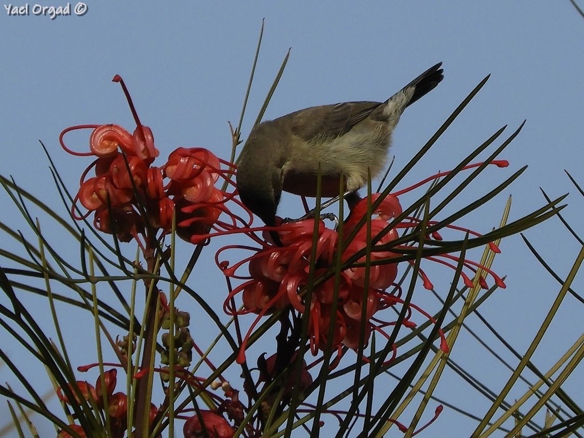 Palestine Sunbird on Grevillea johnsonii in the Jerusalem Botanical Garden Palestine Sunbird (female) on Grevillea johnsonii Cinnyris osea,Cinnyris oseus,Geotagged,Grevillea johnsonii,Israel,Palestine Sunbird,Palestine sunbird,Winter
