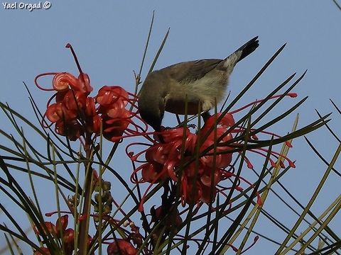 Palestine Sunbird on Grevillea johnsonii in the Jerusalem Botanical Garden Palestine Sunbird (female) on Grevillea johnsonii Cinnyris osea,Cinnyris oseus,Geotagged,Grevillea johnsonii,Israel,Palestine Sunbird,Palestine sunbird,Winter