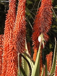 Leaf warbler - Phylloscopus collybita - on Aloe ferox in the Jerusalem Botanical Garden my birder friends corrected me, this is Phylloscopus collybita (and not as I originally thought)  Aloe ferox,Common Chiffchaff,Common chiffchaff,Geotagged,Israel,Phylloscopus collybita,Winter