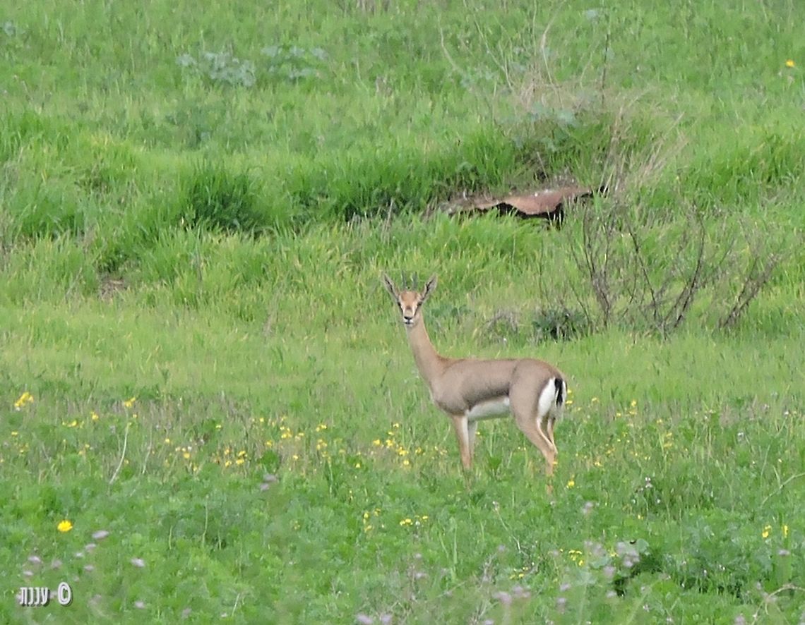 Gazella gazella in Israel the Gazella gazella subsp. gazella, north of Herzliyya in Israel.  Gazella gazella,Geotagged,Israel,Mountain gazelle,Winter