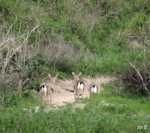 Gazella gazella in Israel Gazella gazella subsp. gazella north of Herzliyya Gazella gazella,Geotagged,Israel,Mountain gazelle,Winter