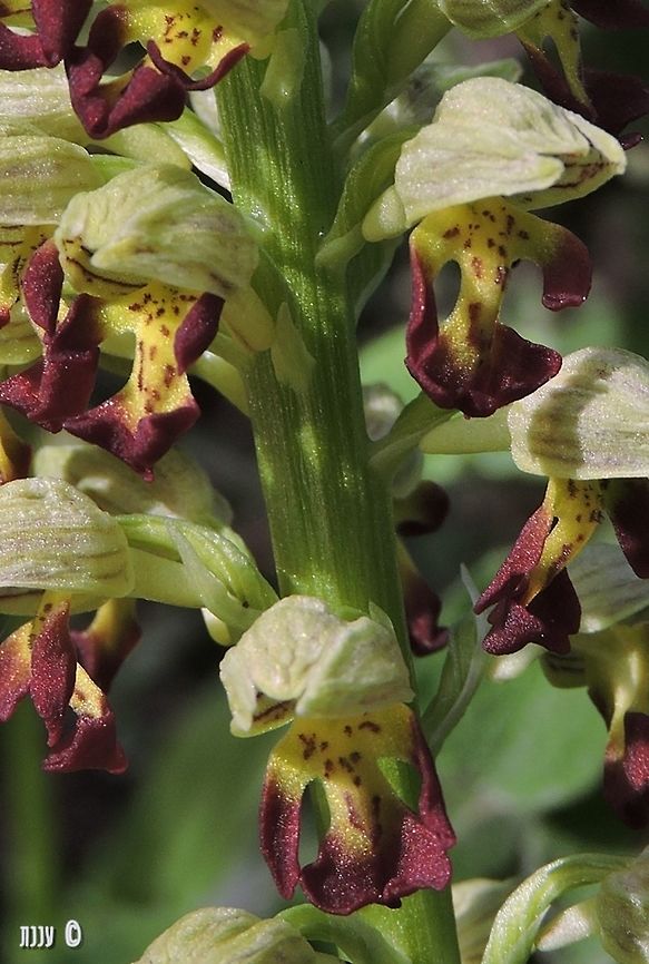 Orchis punctulata rare and endangered in Israel  Geotagged,Israel,Orchidaceae,Small-dotted ordhid,Winter,orchis punctulata