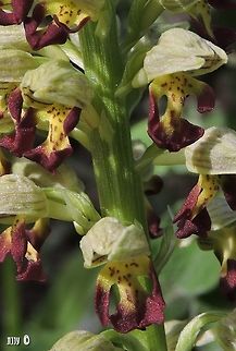 Orchis punctulata rare and endangered in Israel  Geotagged,Israel,Orchidaceae,Small-dotted ordhid,Winter,orchis punctulata