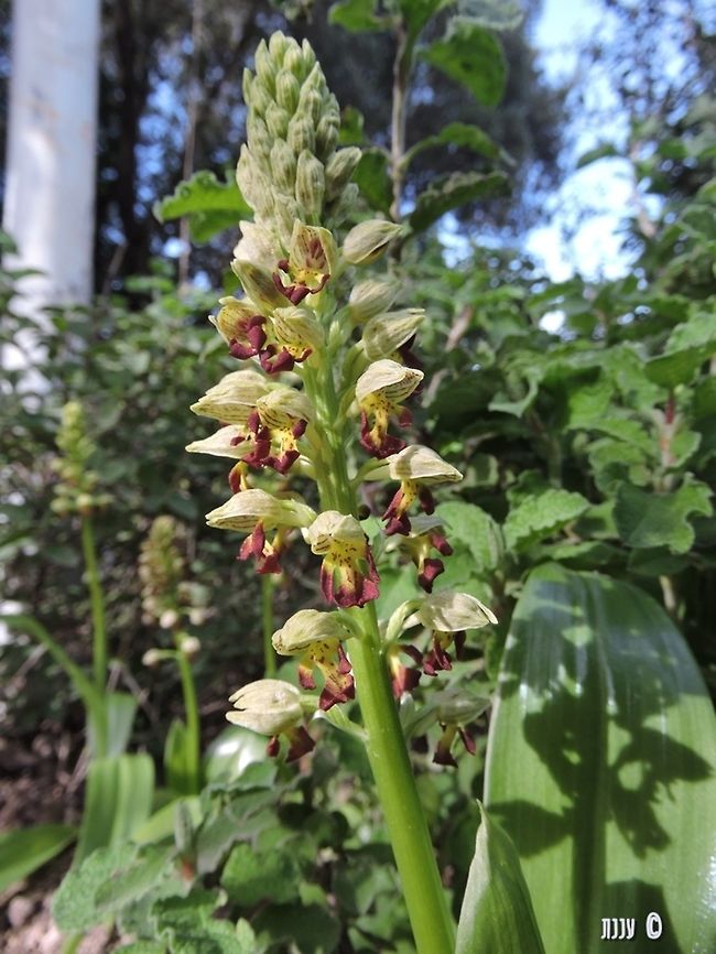 Orchis punctulata  Geotagged,Israel,Orchidaceae,Orchis punctulata,Small-dotted orchid,Winter