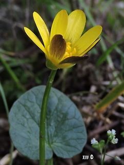 Ficaria verna  Ficaria verna,Geotagged,Israel,Lesser celandine,Winter