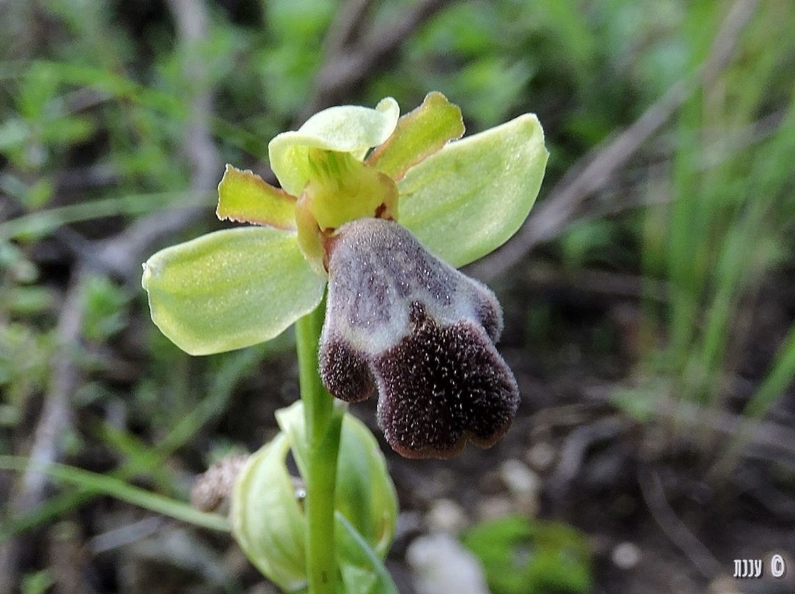 Ophrys israelitica <a href="http://flora.org.il/en/plants/OPHISR/" rel="nofollow">http://flora.org.il/en/plants/OPHISR/</a> Geotagged,Israel,Ophrys israelitica,Orchidaceae,Winter