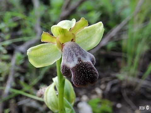 Ophrys israelitica http://flora.org.il/en/plants/OPHISR/ Geotagged,Israel,Ophrys israelitica,Orchidaceae,Winter