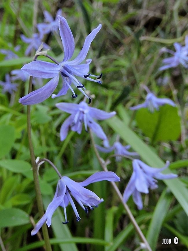 Scilla cilicica Scilla cilicica<br />
<a href="http://flora.org.il/en/plants/SCICIL/" rel="nofollow">http://flora.org.il/en/plants/SCICIL/</a> Geotagged,Israel,Scilla cilicica,Winter