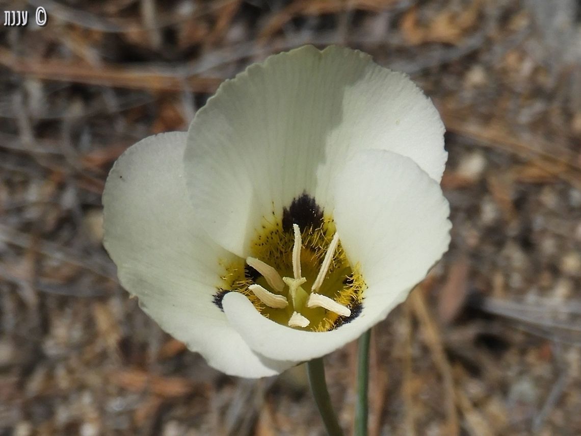 Calochortus leichtlinii in Kings Canyon National Park California,Calochortus leichtlinii,Geotagged,Spring,United States,leichtlinii