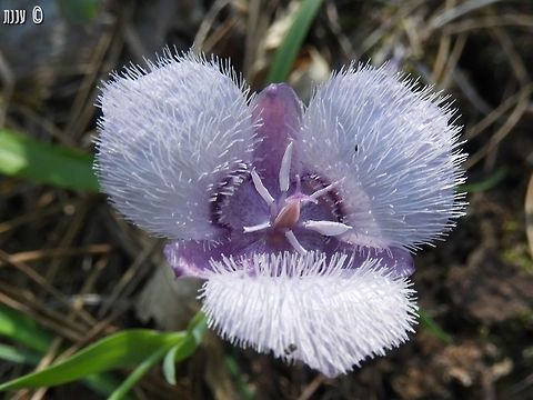 Calochortus tolmiei from the Bailey Cove trail, Lake Shasta California,Calochortus tolmiei,Geotagged,Lake Shasta,Spring,United States