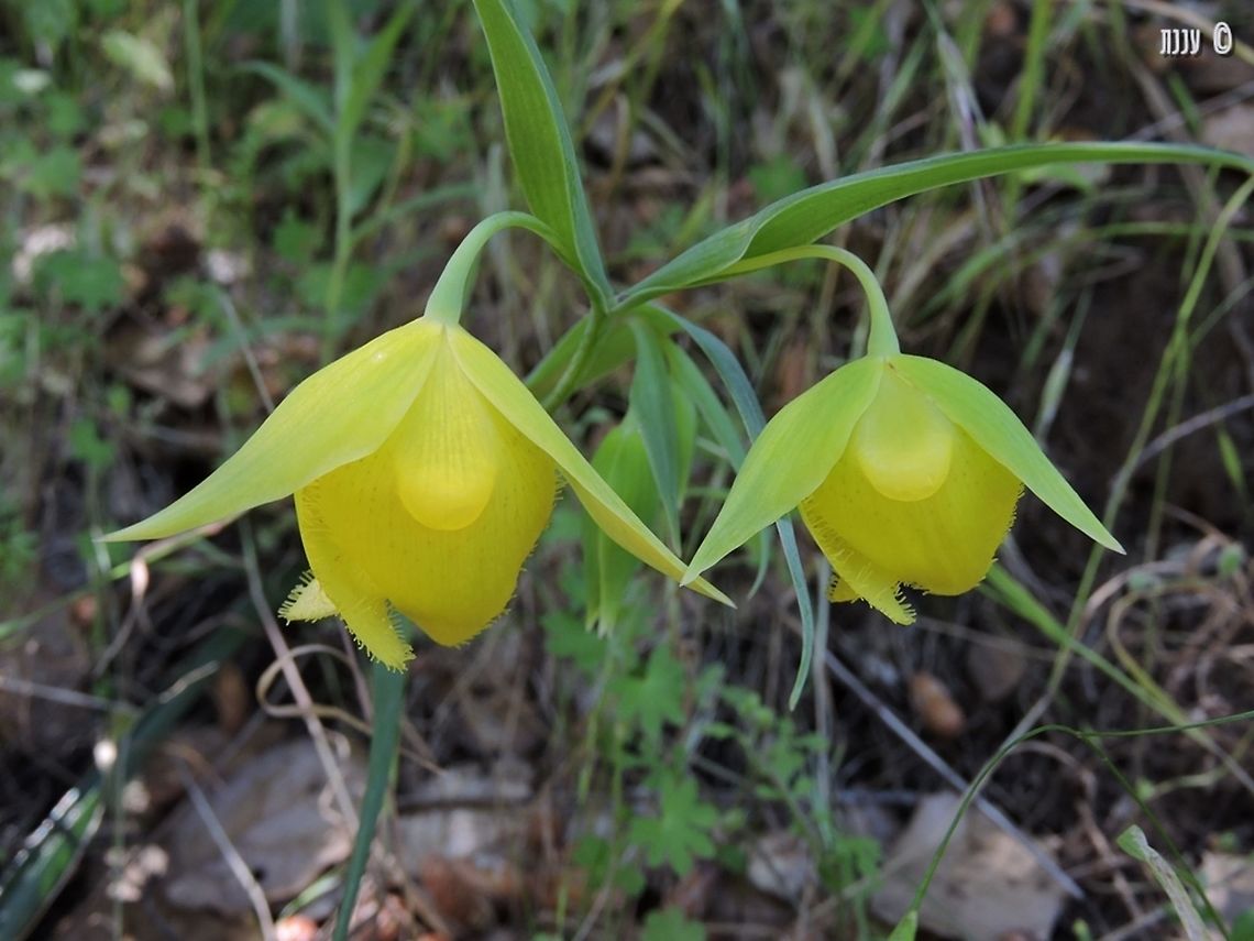 Calochortus pulchellus - Mount Diablo Globe Lily Endemic to Mount Diablo. from Mitchell Canyon.  California,Calochortus pulchellus,Geotagged,Mount Diablo,Mount Diablo Globe Lily,Spring,United States,pulchellus