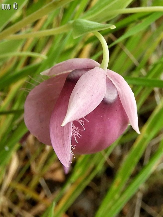 Calochortus amoenus going up in Sequoia National Park California,Calochortus amoenus,Geotagged,Spring,United States,amoenus