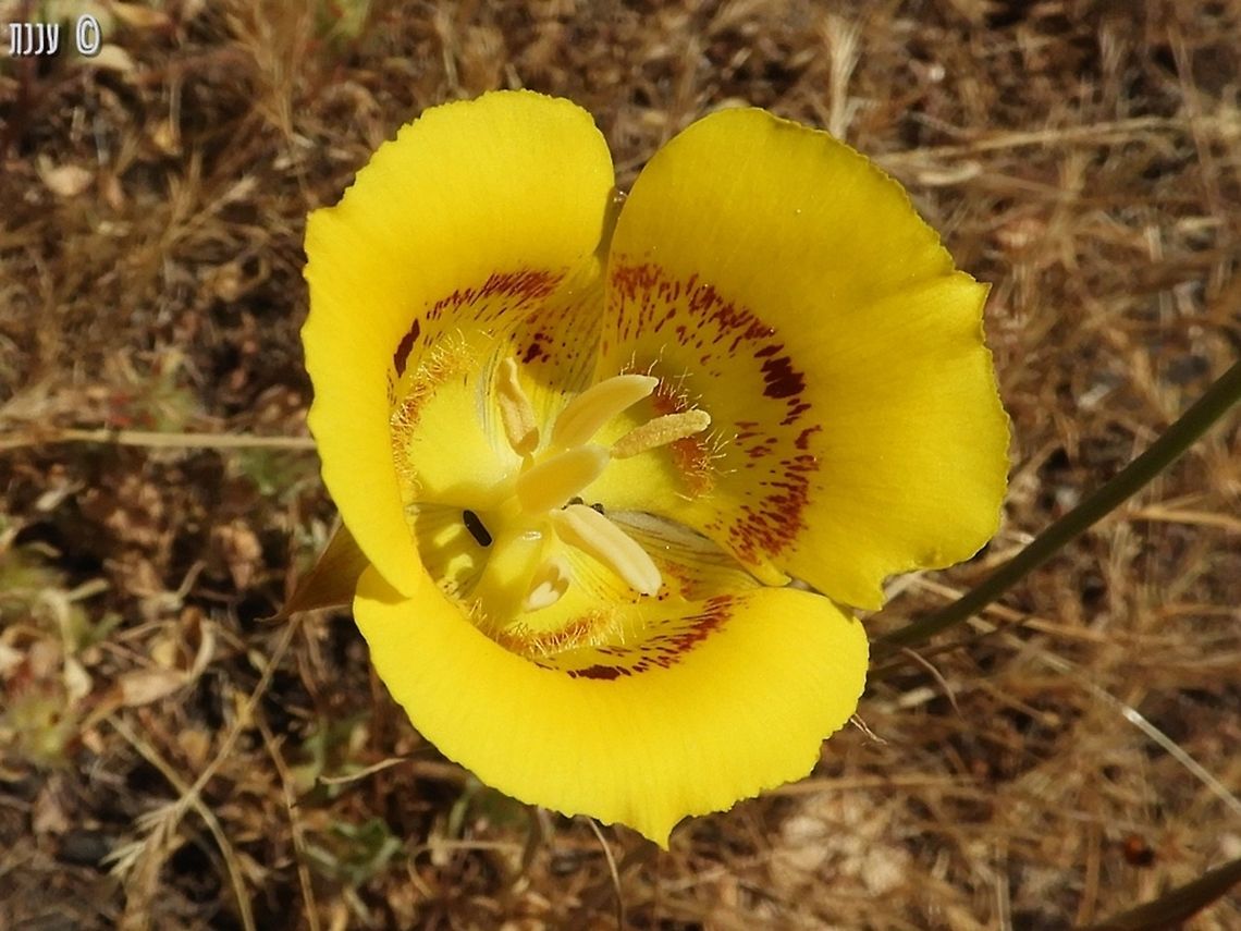 Calochortus luteus going up North table mountain Ecological reserve in Northern California California,Calochortus luteus,Geotagged,Spring,United States,luteus