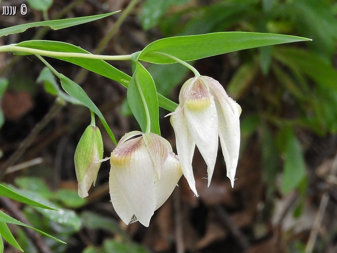 Calochortus albus - White Fairy Lantern in Huddart Park, south of San Francisco California,Calochortus albus,Geotagged,Spring,United States