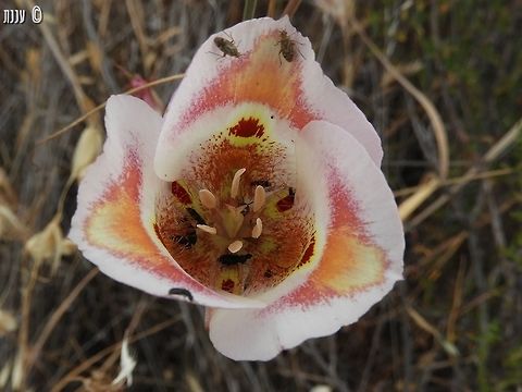 Calochortus venustus - Butterfly Mariposa Lily near the western entrance to Pinnacles National Park in California. Butterfly mariposa lily,California,Calochortus venustus,Geotagged,Spring,United States