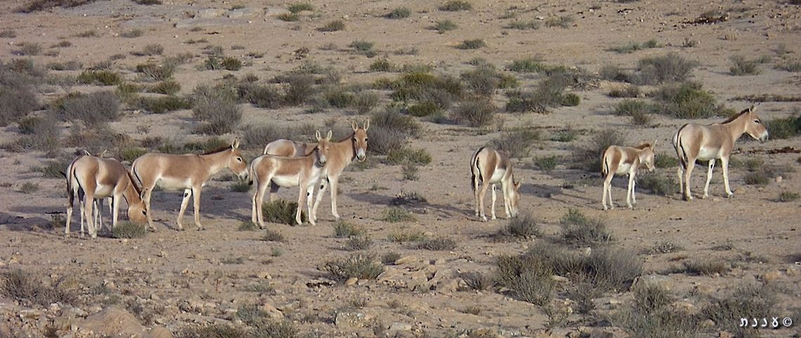 Onagers in the Negev Desert the Onagers were re-introduced to the Negev several years ago, and now there are over 300 living there. it is wonderful to see a herd with young ones, and know the reintroduction was a success. Equus hemionus,Equus hemonius,Fall,Geotagged,Israel,Negev Desert,Onager