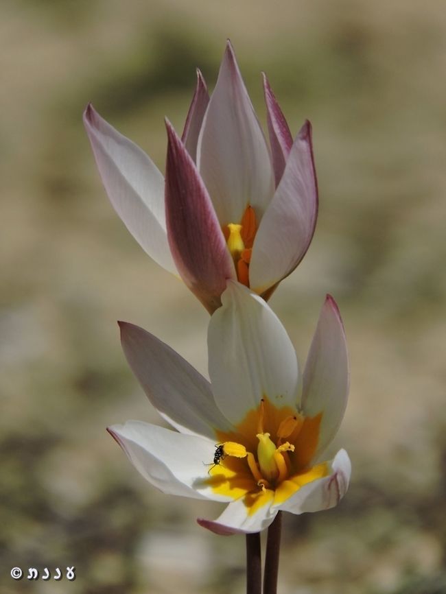 Tulipa biflora  Desert,Geotagged,Israel,Tulipa biflora,Winter