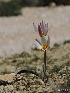 Tulipa biflora I never could decide which one I like better, this one or - 
https://www.jungledragon.com/image/72735/tulipa_biflora.html Desert,Geotagged,Israel,Tulip,Tulipa biflora,Winter
