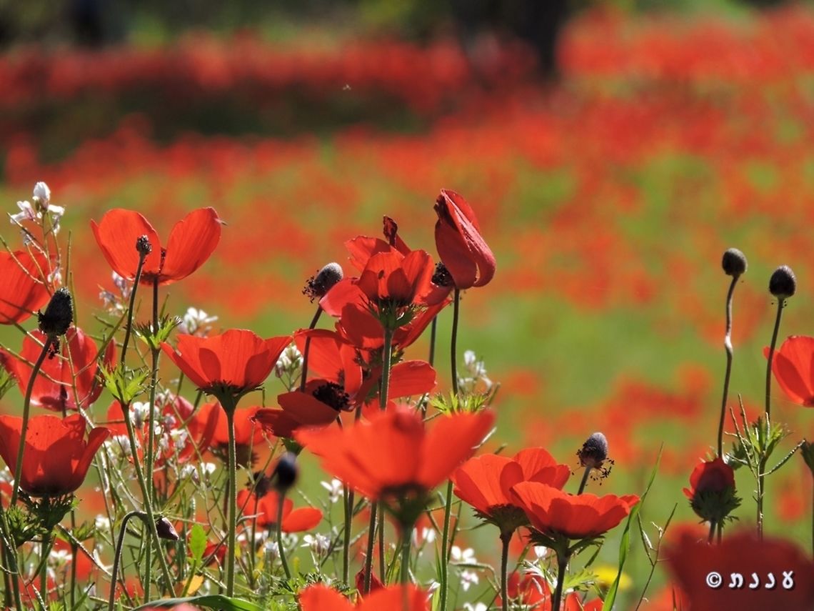 The Red South in Israel almost every year, Israel&#039;s northern Negev becomes red with Anemones on February.  Anemone coronaria,Geotagged,Israel,Poppy anemone,Winter