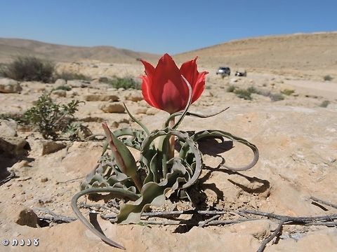 Tulipa systola - Desert Tulip - in the Negev Desert  Desert,Desert Tulip,Geotagged,Israel,Tulip,Tulipa systola,Winter