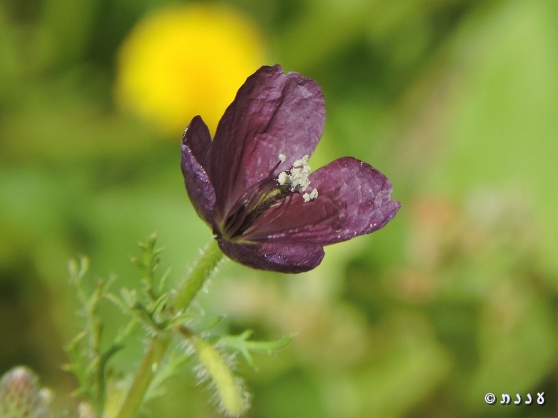 Roemeria hybrida a very small poppy from the desert <br />
<a href="http://flora.org.il/en/plants/ROEHYB/" rel="nofollow">http://flora.org.il/en/plants/ROEHYB/</a> Geotagged,Israel,Roemeria hybrida,Winter,desert