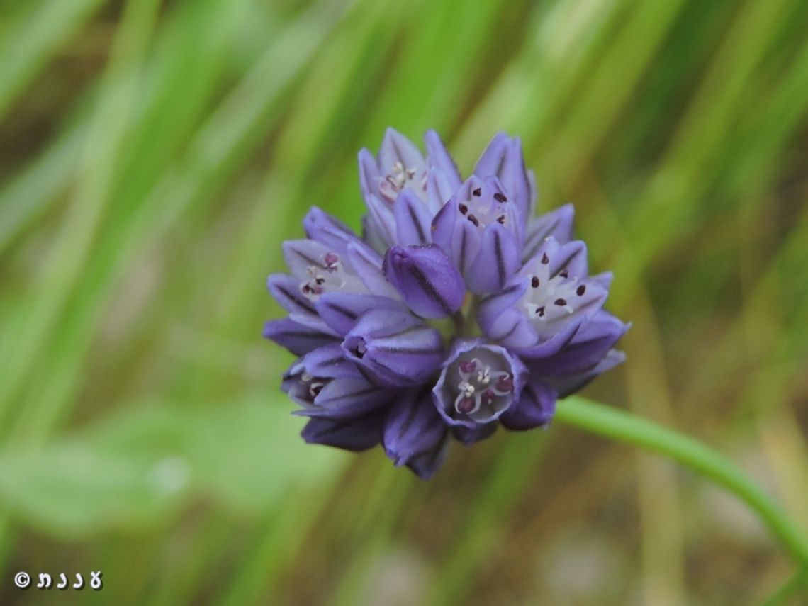 Allium hierochuntinum - Jericho Allium Meeting this Allium was a real celebration for me. I enjoy the Allium flowers, but all the ones I know are white/pink. one is brownish-green. but this one, the Jericho Allium, with the wonderful blue color - is extraordinary!<br />
<a href="http://flora.org.il/en/plants/ALLHIE/" rel="nofollow">http://flora.org.il/en/plants/ALLHIE/</a> Allium hierochuntinum,Geotagged,Israel,Jericho Allium,Winter