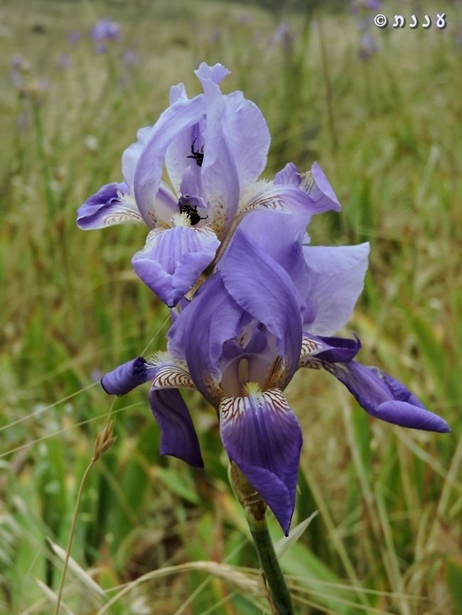 Iris mesopotamica This Iris was planted many times in local ancient cemeteries, now it is quite common all over. it is a beautiful Iris, with delightful fragrance. <br />
 Geotagged,Iris mesopotamica,Israel,Spring