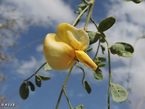 Colutea istria out of season the Colutea istria is an impressive shrub, and seeing it in full bloom is wonderful. usually it blooms in the spring - this one surprised me with few flowers in Autumn. 
http://flora.org.il/en/plants/COLIST/ Bladder-senna,Colutea istria,Fall,Geotagged,Israel,desert,spring