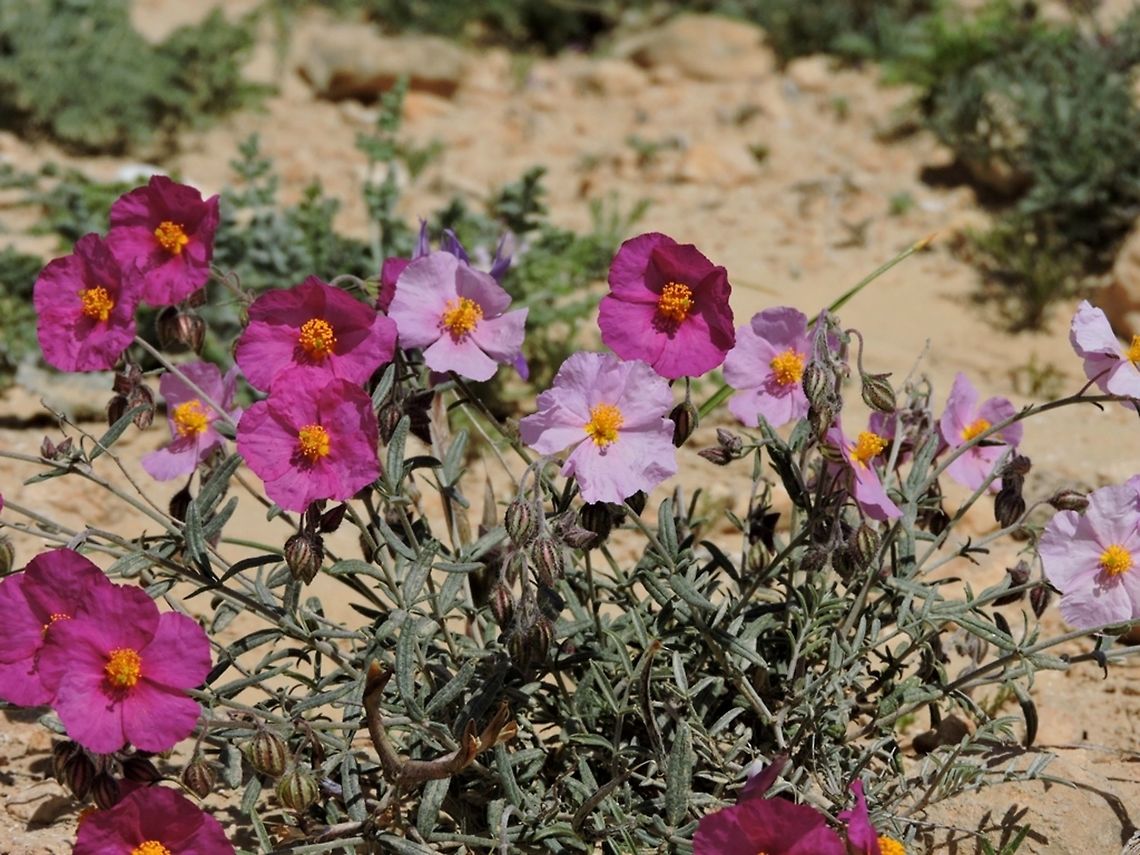 Helianthemum vesicarium Helianthemum vesicarium is a beautiful desert/semi desert shrublet. Usually it blooms in pink.  in the higher elevations in the Negev it gets a variety of colors, from white, through every shade of pink, to crimson. <br />
<a href="http://flora.org.il/en/plants/helves/" rel="nofollow">http://flora.org.il/en/plants/helves/</a> Desert,Geotagged,Helianthemum vesicarium,Israel,Pink sunrose,Spring